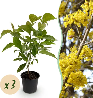 Image de Cornus mas - Fleur Jaune - 3 Plantes - Décidu - Peu d'entretien - 25-35cm - Ø12cm - Plante de jardin