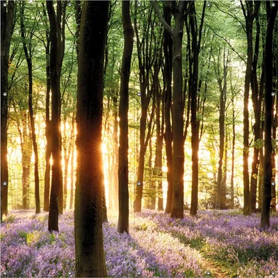Produktbild von Wallario Outdoor-Poster für Garten oder Balkon, Motiv Blaue Hasenglöckchen im Wald mit Sonnenstrahlen, in ca. 180 x 180 cm