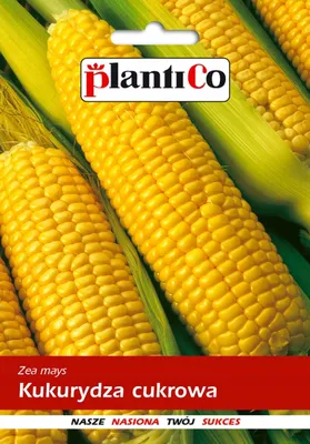 Zdjęcie produktu dla NASIONA Kukurydza Cukrowa 10g PLANTICO Słodka 408104