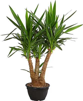 Produktbild von Dehner Yucca-Palme, Yucca elephantipes, Palmlilie, mehrtriebig, ca. 90 - 100 cm, Ø Topf 26 cm, Zimmerpflanze