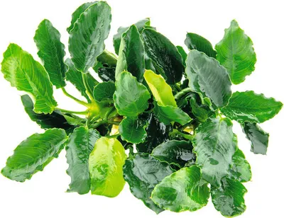 Produktbild von Kl, Speerblatt Kirin - Anubias bart, var, nana Kirin