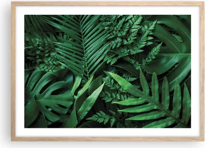Produktbild von Gerahmtes Poster - Rahmen in heller Eiche - Exotisch Blätter Monstera - 70x50 cm - Wand Bild - Wanddeko - Wandbilder - Kunstposter - Wandposter - Bilderrahmen - Bilder - Kunstdruck - P2NAA70x50-4746