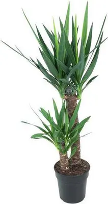 Produktbild von Riesen-Palmlilie Yucca Elephantipes Ø21cm 100cm pflegeleicht Zimmerpflanze Deko