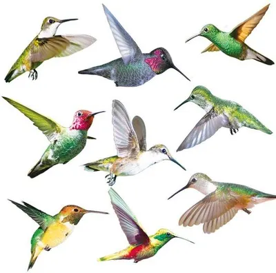 Produktbild von Vogelschutz-Fenstersticker Set, 9-teilig, bunte Vögel, Anti-Kollision