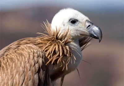 Produktbild von 3 D Ansichtskarte Geier, Postkarte Wackelkarte Hologrammkarte Tiere Tier Vogel Aasfresser