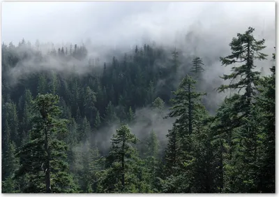 Produktbild von Tulup® Leinwandbild - 100x70 cm - Wandkunst - Drucke auf Leinwand - Leinwanddruck  - Landschaften - Grün - Wald Nebel