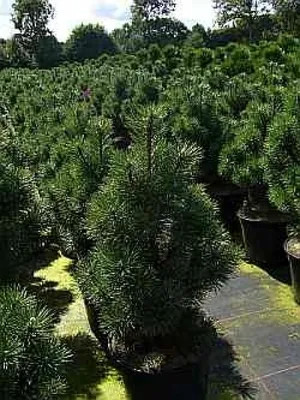 Produktbild von Zwergkegelkiefer Columnaris - Pinus mugo Columnaris 30-40cm