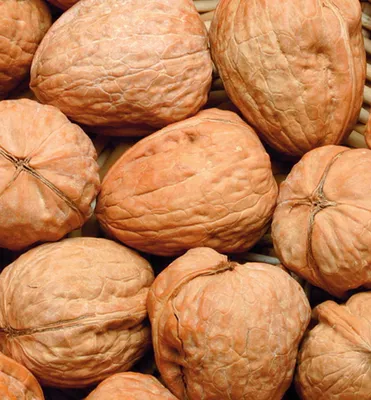 A close-up, overhead view of several whole walnuts.