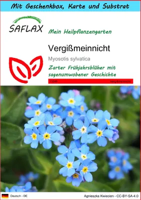 Produktbild von SAFLAX Geschenk Set - Vergißmeinnicht - Myosotis sylvatica - 150 Samen - Mit Geschenkbox, Versandaufkleber, Geschenkkarte und Anzuchtsubstrat