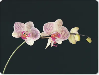 Produktbild von MuchoWow® Mauspad Mousepad Orchidee - Blumen - Schwarz - Rosa - Knöpfe 23x19 cm - Mousepads - Maus Mat - Pad - Mausunterlage - Schreibtischunterlage - Mauspad
