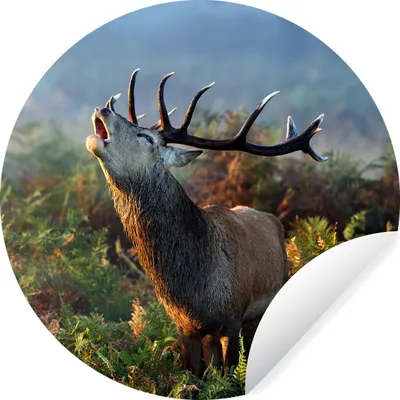 Produktbild von MuchoWow® Runde Wandtattoo - Wandsticker Tapete Aufkleber Hirsche - Wald - Nebel Ø 50 cm Selbstklebend und Repositionierbar - Wandaufkleber - Kreis - Wand Kreis - Wand Bild - Foto Tapete - Selbstklebende - Wohnzimmerdekoration - Wand Dekoration - Kinderzimmer