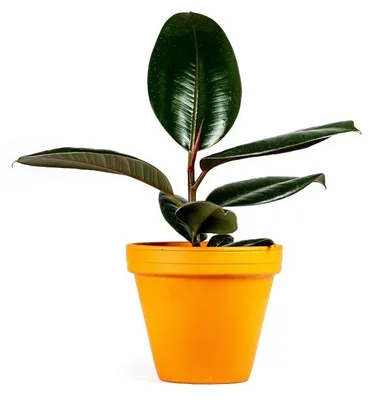 Obrázek produktu pro Gardners Ficus elastica Abidjan, průměr 12 cm