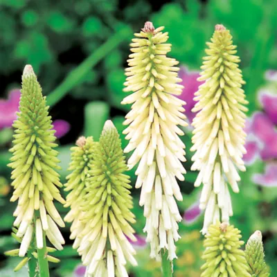 Produktbild von Fackellilie Staude Blütenkerzen Kniphofia Fackellilien Raketenblumen weiß 1 St.