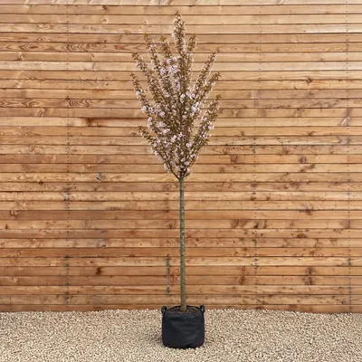 Produktbild von Zierkirsche Pandora 200-250 cm, Stammumfang 8-10 cm - Prunus Hochstamm