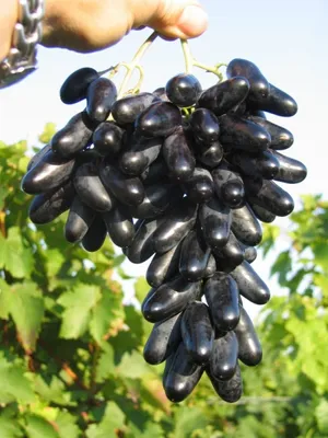 Produktbild von Vitis vinifera Souvenir Weinrebe Weintraube dunkelblau reichtragend veredelt