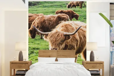 Produktbild von MuchoWow® Fototapete für Wohnzimmer oder Schlafzimmer Wandtapete Vinyl Motivtapete Schottischer Hochländer - Kühe - Gras - 205x280 cm - Wandbild
