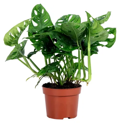 Produktbild von Fensterblatt - pflegeleichte Zimmerpflanze, Monstera 'Monkey' - Höhe ca. 25 cm, Topf-Ø 12 cm