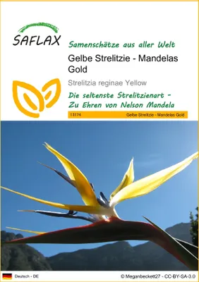 Produktbild von SAFLAX - Gelbe Strelitzie - Mandelas Gold - Strelitzia reginae Yellow - 4 Samen