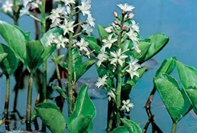 Produktbild von 6 x  Menyanthes trifoliata - Fieberklee - Topf 9 x 9 cm