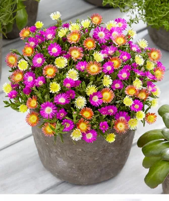 Produktbild von BALDUR Garten Winterharte Eisblumen Summer Mix, 3 Pflanzen Delosperma congesta, winterharte Staude, trockenresistent, mehrjährig, bienenfreundlich, pflegeleicht, Wasserbedarf gering, blühend