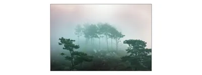 Produktbild von Muralo Fototapete Wald im Nebel 135 (B) x 90 (H) cm Vlies Tapete Wandtapeten Bäume Wohnzimmer Schlafzimmer moderne Wandbilder XXL Landschaft Panorama Wand Dekoration