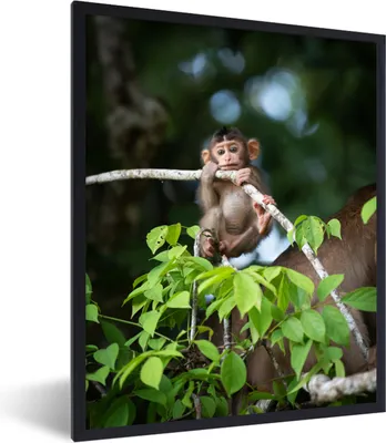 Produktbild von MuchoWow® MuchoWow® Gerahmtes Poster Junger Affe hängt an einem Ast 30x40 cm - Poster mit zchwarzem Bilderrahmen - Wanddeko - Kunstdrucke