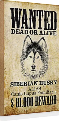 Produktbild von Holzschild Spruch Hund 20x30cm wanted Siberian Husky