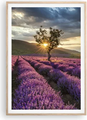 Produktbild von Gerahmtes Poster - Rahmen in heller Eiche - Lavendel Berge Feld - 70x100 cm - Wand Bild - Wanddeko - Wandbilder - Wandposter - Bilderrahmen - Bilder - Kunstdruck - Wandbild - P2NPA70x100-3645