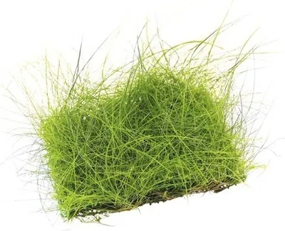Produktbild von Nadelsimse - Eleocharis acicularis, Pad ca. 9 x 9 cm, Pflanzenmatte
