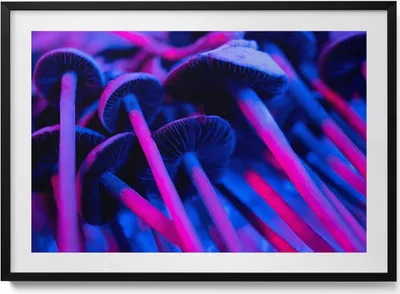 Produktbild von Magische farbige Pilze– Wandbild mit Rahmen – Gerahmtes Bild  – Wanddekoration – 100x70 cm –  Schwarz Rahmen