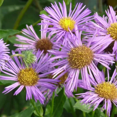 Image de 6 x Feinstrahl  - Erigeron « Dunkelste Aller »  | Pot 9 cm x 9 cm