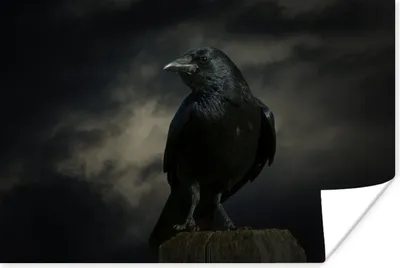 Produktbild von MuchoWow® Poster Vogel - Krähe - Dunkel - Schwarz 120x80 cm - Bilder
