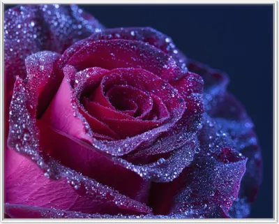 Produktbild von Wallario Wandbild Rote Rosenblüte im Regen, Größe: 40,30 x 50,30 cm, Poster mit weißem Aluminiumrahmen