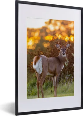 Produktbild von MuchoWow® Gerahmtes Poster Hirsche - Pflanzen - Sonnenuntergang - Wildtiere - Natur 40x60 cm - Poster mit Schwarzem Bilderrahmen Wandposter Rahmen Foto Bilder - Poster in Rahmen