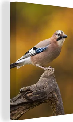 Produktbild von OneMillionCanvasses® - Leinwandbilder - 90x140 cm, Vogel - Zweig - Eichelhäher, Wandbilder Kunstdruck Wanddekoration - Foto auf Leinwand - Gemälde auf Holzrahmen  - Wandschmucke - Schlafzimmer