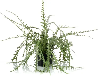 Produktbild von artplants.de Kunst Korallenkaktus BERJA, grün, 50cm - Plastik Kaktus/Dekokaktus Rhipsalis