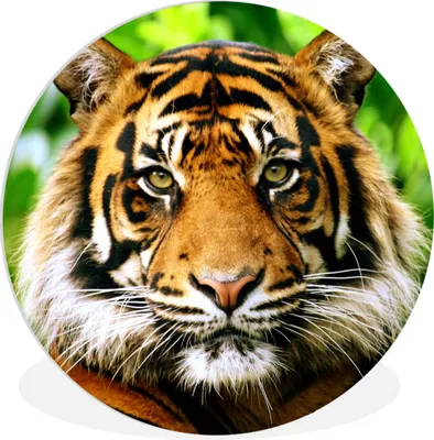 Produktbild von MuchoWow® Rundes Wandbild - Runde Bilder Tiger - Kopf - Wald Ø 30 cm Kreis Wanddekoration Kunststoff - Wandkreis - Wandschmuck - Schlafzimmer - Bilder - Der Kreis - Kunst für die Wohnung - Plastik - Kunstdruck - Wandbild