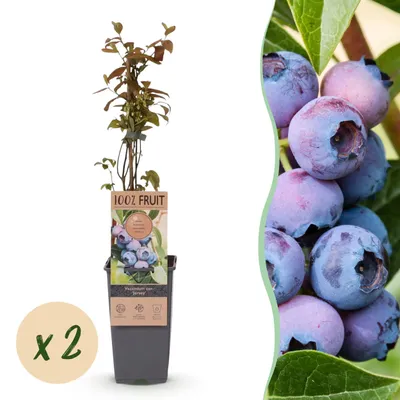 Produktbild von Vaccinium corymbosum Jersey - Heidelbeere - Winterhart - Heidelbeere - 2 Pflanzen - 40-50cm - Ø15cm - Gartenpflanze
