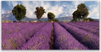 Produktbild von Tulup Leinwand-Bilder 140x70 Wandbild Canvas Kunstdruck Wiese Bäume Natur
