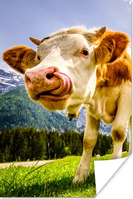Produktbild von MuchoWow® Poster Kühe - Berge - Gras - Landschaft - Alpen 40x60 cm - Plakate für die Wand - Poster Babyzimmer