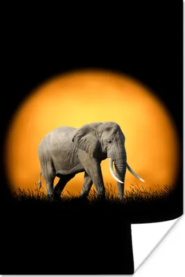 Produktbild von MuchoWow® Poster Elefant - Sonne - Orange 120x180 cm - Kunstposter