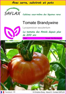 Image de SAFLAX Ensemble de culture - Tomate Brandywine - 10 graines - Lycopersicon