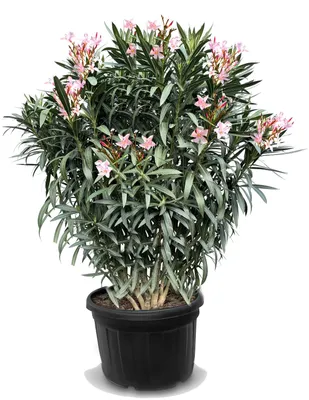 Obrázek produktu pro Sunny Tree - Oleandr - Nerium Oleander - barva růžová - výška 220-240 cm - venkovní rostlina - stálezelená v zimě - středomořská rostlina - 110 litrů