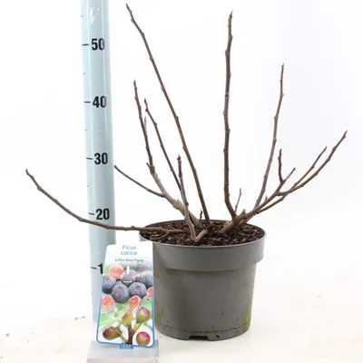 Obrázok produktu pre Ficus carica Little Miss Figgy – figovník | 50–60 cm v črepníku