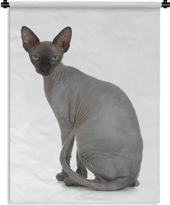 Produktbild von MuchoWow® Wandteppich Wandbehang Graue Sphynx-Katze auf weißem Hintergrund 60x80 cm Tapisserie Dekoration Wandtuch - Decke - Wandtücher - Wohne