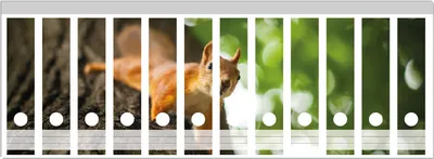 Produktbild von Wallario Ordnerrücken Sticker, selbstklebend für breite Ordner, 12 Stück, Motiv Süßes neugieries Eichhörnchen an einem Baum