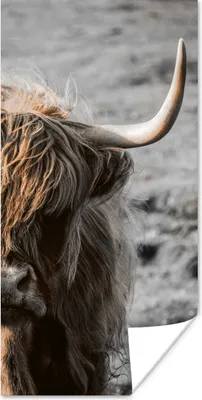 Produktbild von MuchoWow® Poster Schottische Highlander - Kühe - Natur 40x80 cm - Dekoration