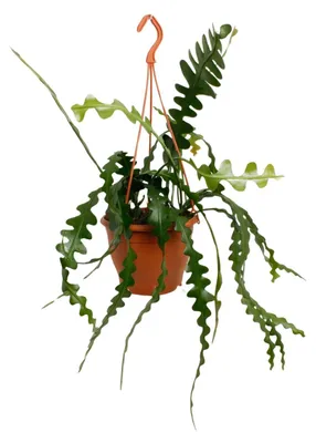 Zdjęcie produktu dla Epiphyllum Anguliger - 25-35cm - Ø17cm - Roślina doniczkowa - Zimozielony - Kaktusy i sukulenty
