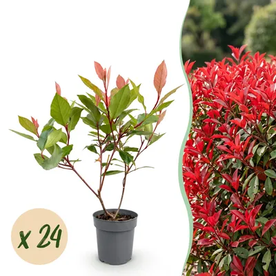 Produktbild von Photinia fraseri Little Red Robin - Glanzmispel - Heckenpflanzen - Immergrün - Rot - Winterhart - 24 Pflanzen - Topf Ø 9 cm - Höhe 25-35 cm