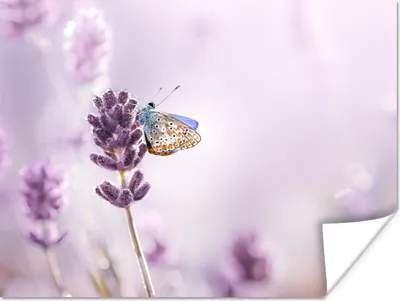 Produktbild von MuchoWow® Poster Lavendel - Schmetterling - Nahaufnahme - Lila 160x120 cm - Foto Plakat